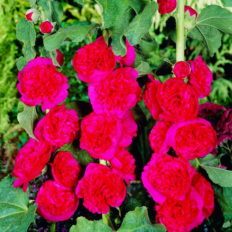 Stockrose-Alcea Red 1-pakke
